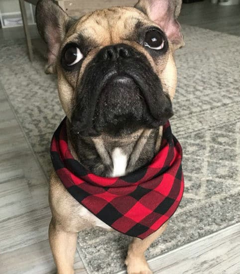 Custom Dog Bandanas With Logo