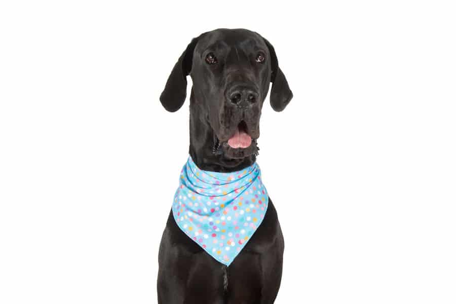 Bandanas For Dogs