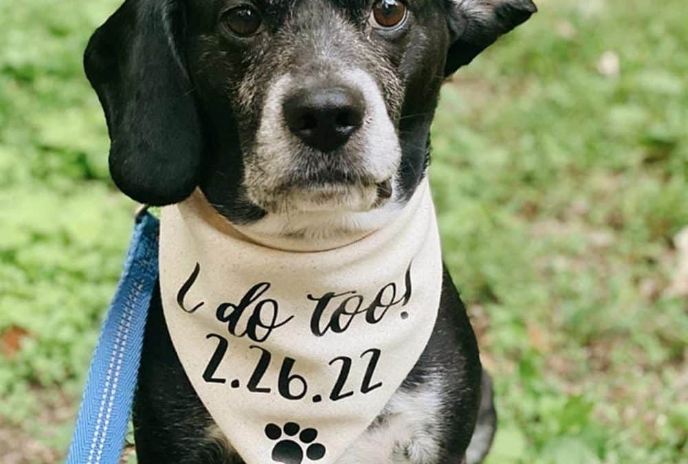 Custom Bandanas For Dogs