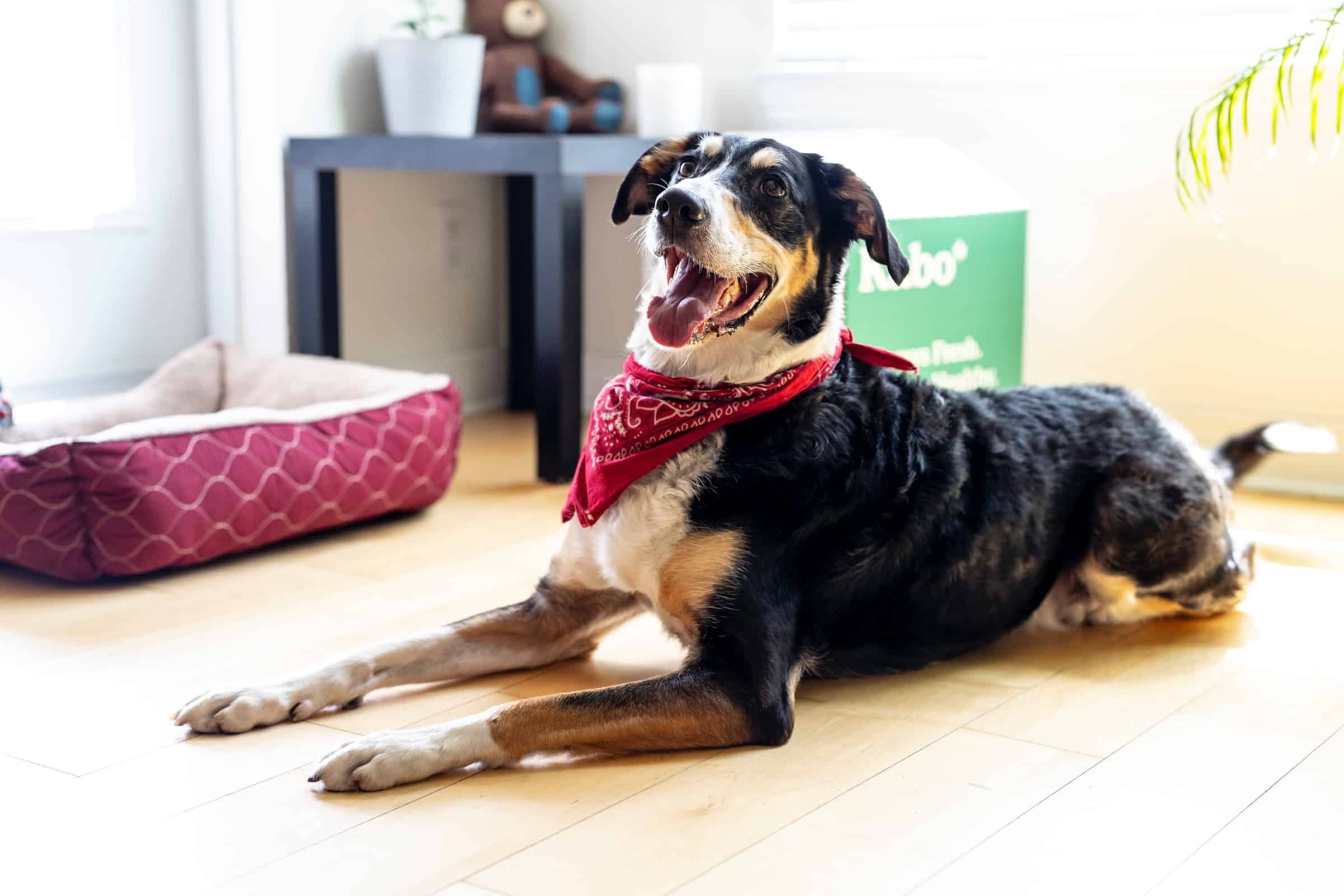 Custom Dog Bandanas