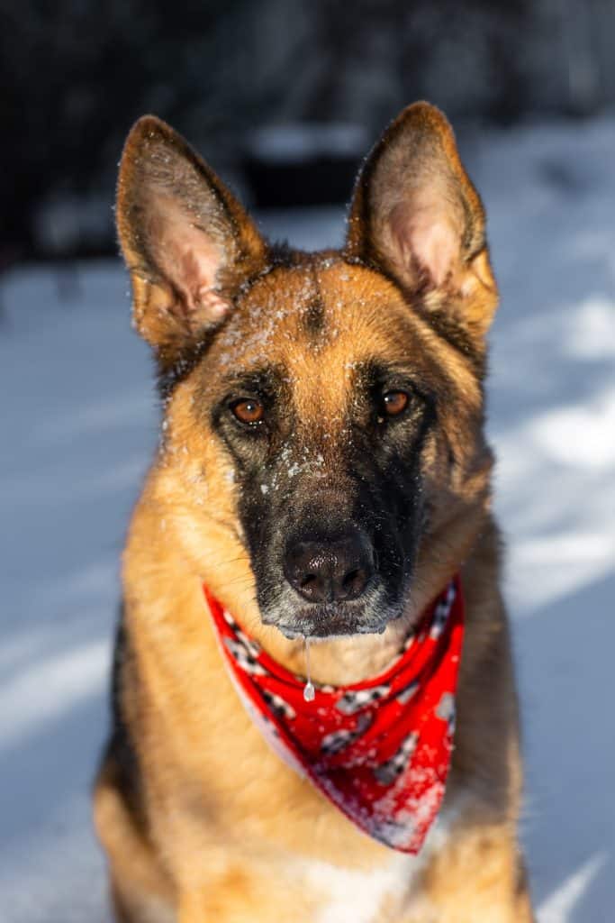 Custom Pet Shop Bandanas