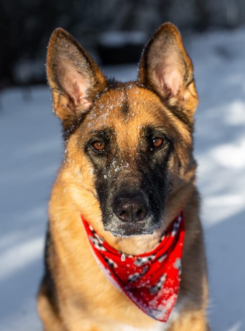 Custom Pet Shop Bandanas