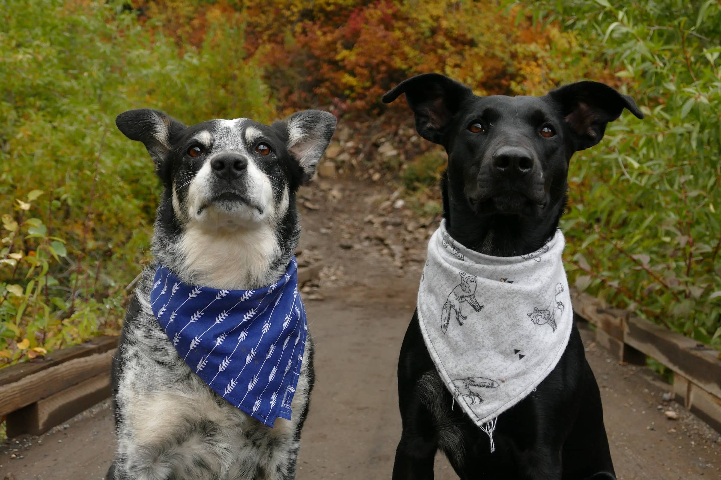 Bandanas Dog