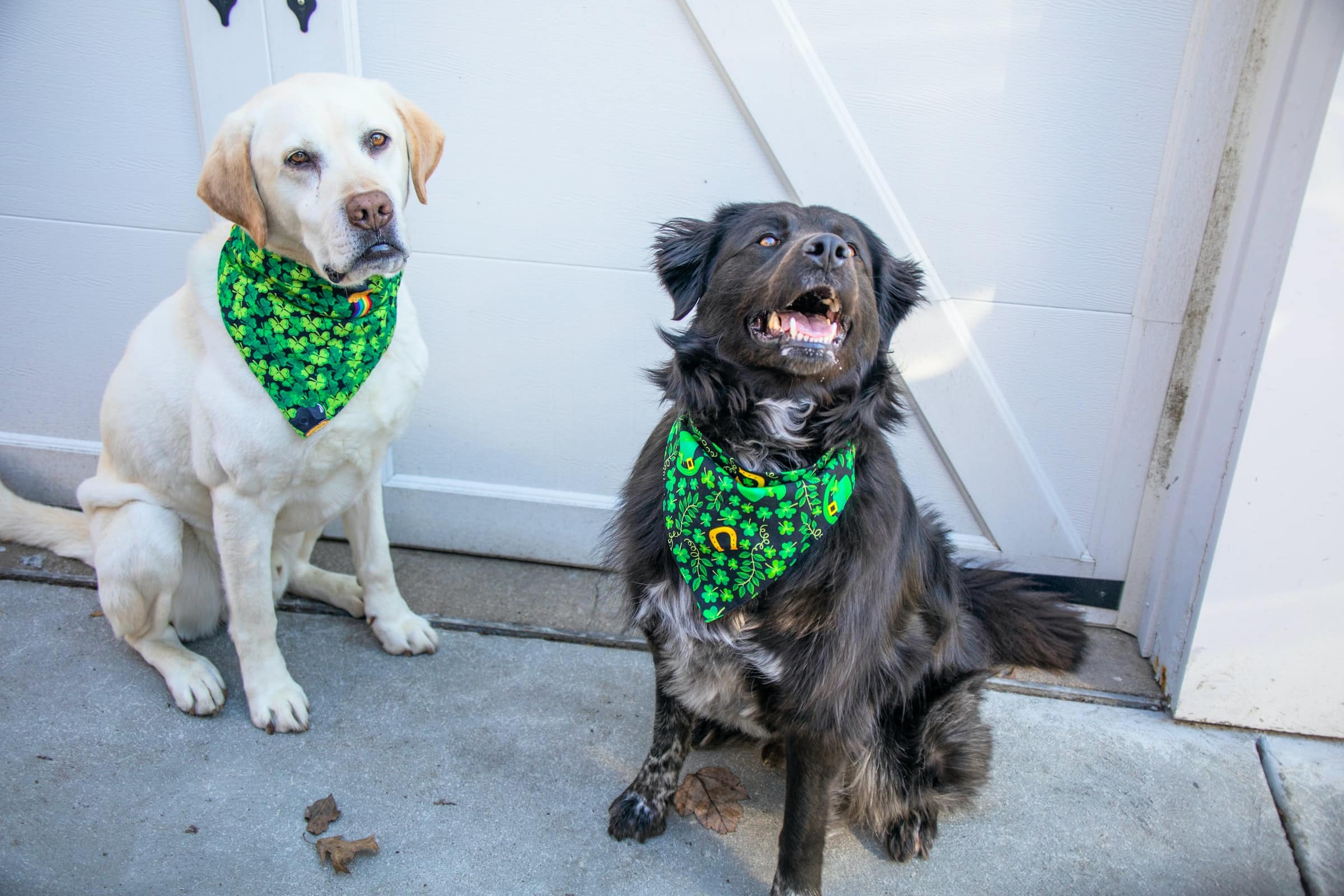 Dog Bandanas Custom