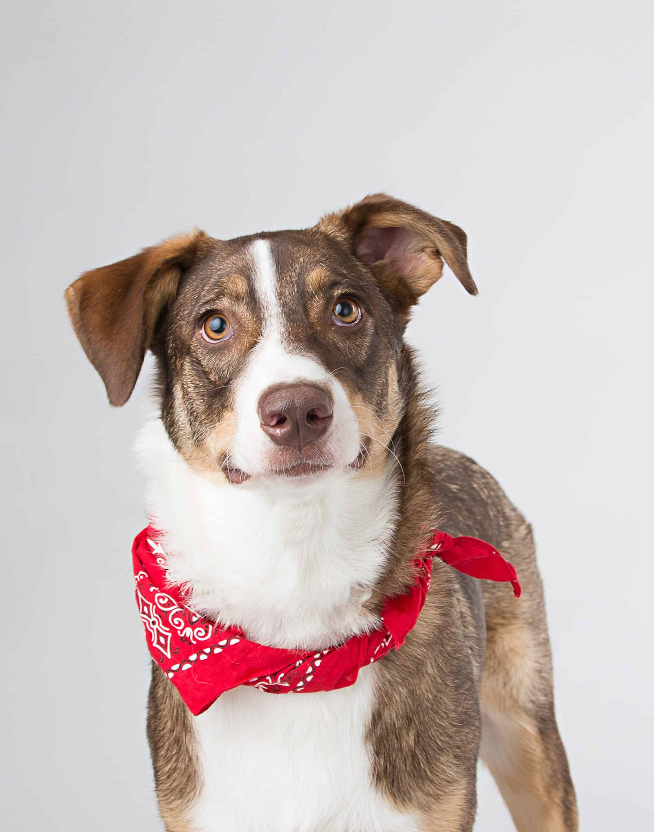 Personalized Bandanas For Dogs