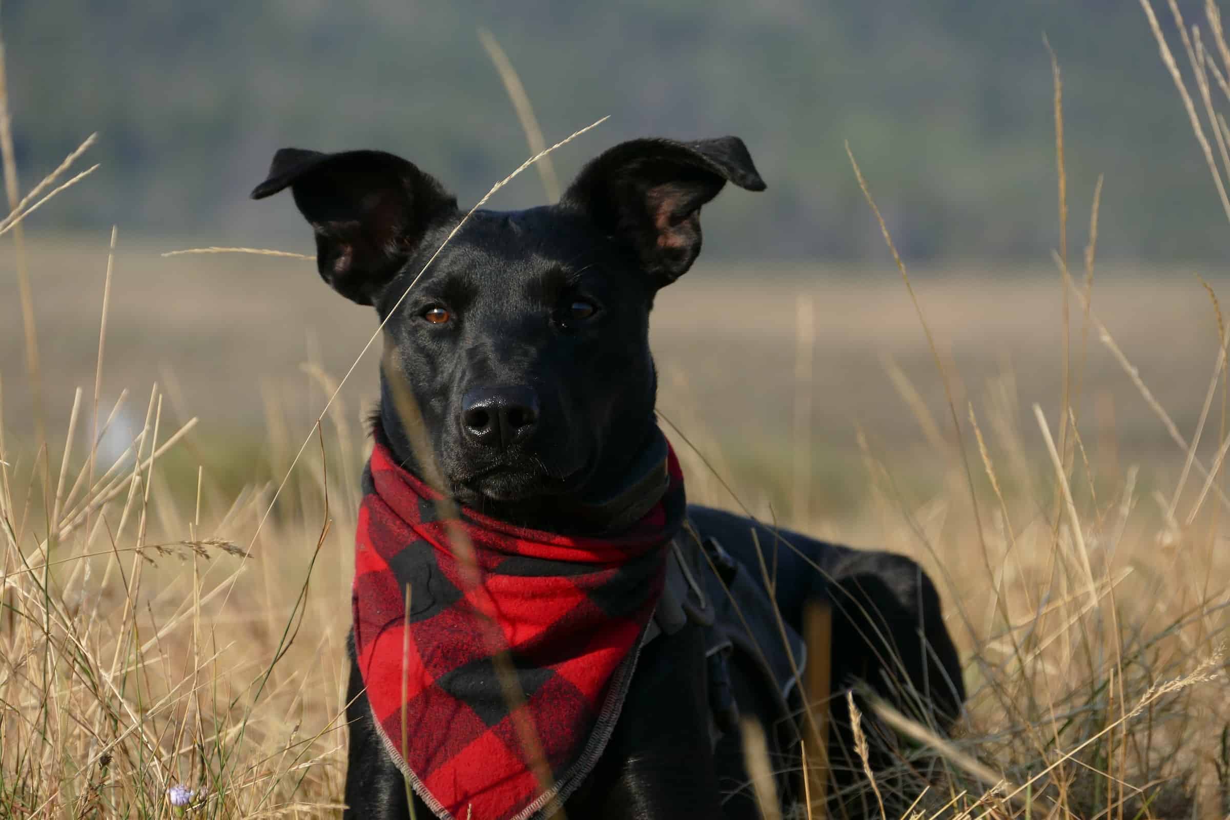 Pet Bandanas